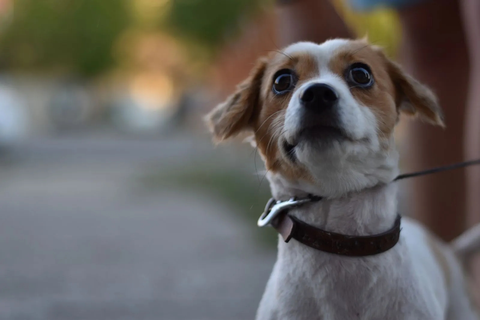 Questions to Ask Before Adopting a Rescue Dog